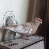 ۲ جفت شهری ،بهبونی بی عیب