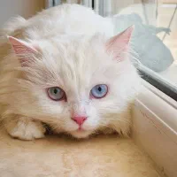 گربه پرشین کلاسیک ماده جهت جفت گیری