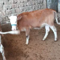 گاو|حیوانات مزرعه|کوهدشت, |دیوار