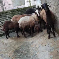 نره بره درشت سوپر سرک دار