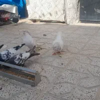 کبوتر
