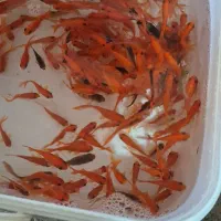 ۳۰۰عدد ماهی قرمز ۲تا ۳بند