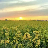 فروش زمین جهت باغ نزدیک شهر