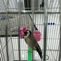 2عدد سهره نر کت بازکن 4دانگ 6دانگ