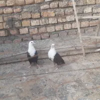 کفتر کربلایی