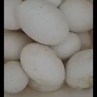 طاووس
