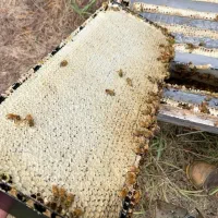 عسل کوهستانی اصل درمانی بیش از ۵۰ نوع گیاه