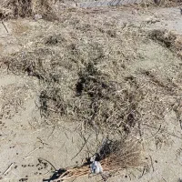 فروش کره  ماست چکیده دوغ به شرط برگشت