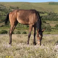 کره اسب ۱۴ ماهه