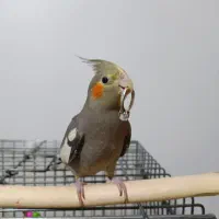 عروس هلندی ماده بازیگوش