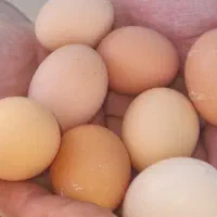 تخم مرغ محلی