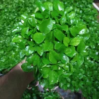 فروش سبزه نارنج