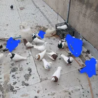 کفتر|پرنده|خرمدره, |دیوار