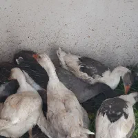 غاز|حیوانات مزرعه|کرمان, |دیوار