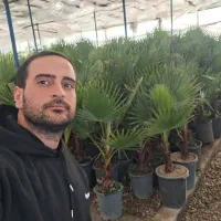 پالم تنه دار سبز و پر برگ باغ ویلا حیاط گلدان