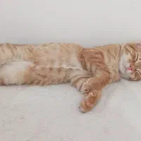 گربه|گربه|نی‌ریز, |دیوار