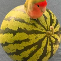 طوطی کوتوله برزیلی رام سخنگو