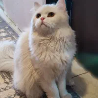 جفت گیری گربه پرشین نر