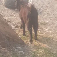 یکراس بزغاله نر  بره گوسفتد