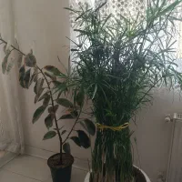 گل آپارتمانی نخل مرداب و فیکوس ابلق شرابی