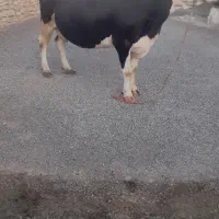 دوگانه ابستن و دوتاگوساله ماده