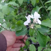 فروش انواع نهال گلدانی۲ساله و۳ساله