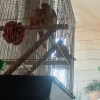 طوطی گرینجیک