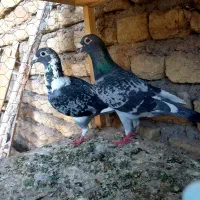 کفتر آلمانی
