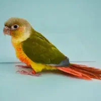 طوطی گرینچیک گم