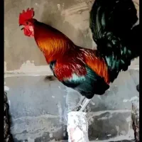 تخم نطفه دار کردی (جنگلی ) اصل