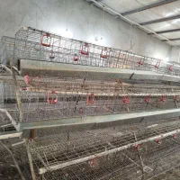 قفس منبری مرغ تخمگذار