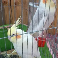 عروس هلندی