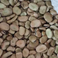 باقالی خشک بهنمیر