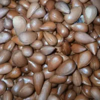 بادام کوهی خوزستان  شیرین شده