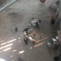 جوجه محلی دوماهه
