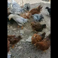 جوجه محلی