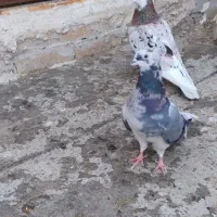 نروماده لک دار