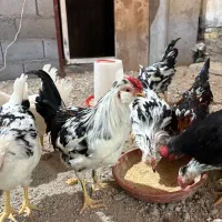 خروس گلین