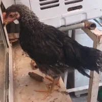 جوجه رسمی ۵ماهه