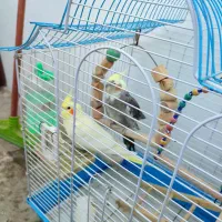 یک جفت عروس هلندی بالق هستن تخم گذار نرو ماده