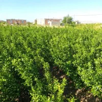 پرتقال|گل و گیاه طبیعی|عنبرآباد, |دیوار