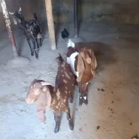 بز پاکستانی با دو بزغاله