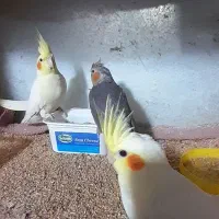 عروس هلندی نر وماده