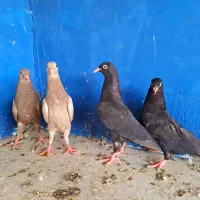 پتی والا