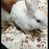 خرگوش چش شرابی اصل