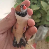 فنچ خونگی درجه یک دونسته