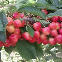 بهشت باغ شوراب صغیر