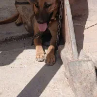 سگ اهلی نگهبان