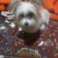 سگ مینیاتوری
