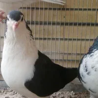 جفت پشت سیاه واکسی کاکلی